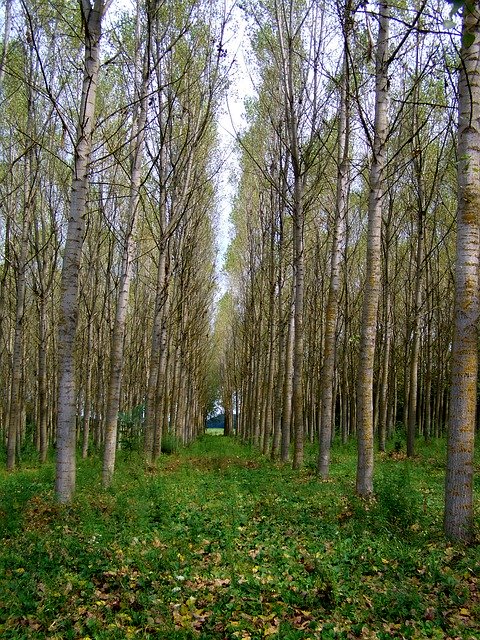 Bezpłatne pobieranie Poplar Forest Autumn - bezpłatne zdjęcie lub obraz do edycji za pomocą internetowego edytora obrazów GIMP