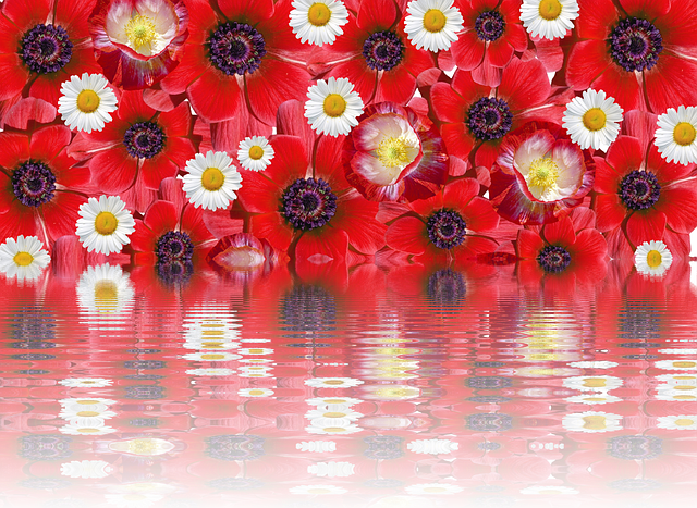 Free download Poppies Effect Red Summer -  free illustration to be edited with GIMP free online image editor