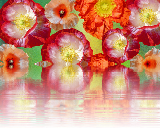 Free download Poppies Effect Summer -  free illustration to be edited with GIMP free online image editor