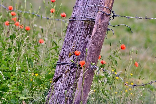 Free download Poppies Fencing Barbed Wire -  free photo or picture to be edited with GIMP online image editor
