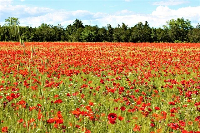 Template Photo Poppies Field Fleuri for OffiDocs