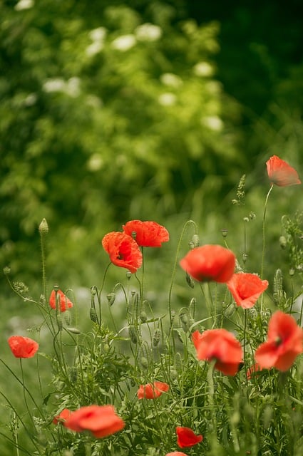 Free download poppies flowers bloom flora free picture to be edited with GIMP free online image editor