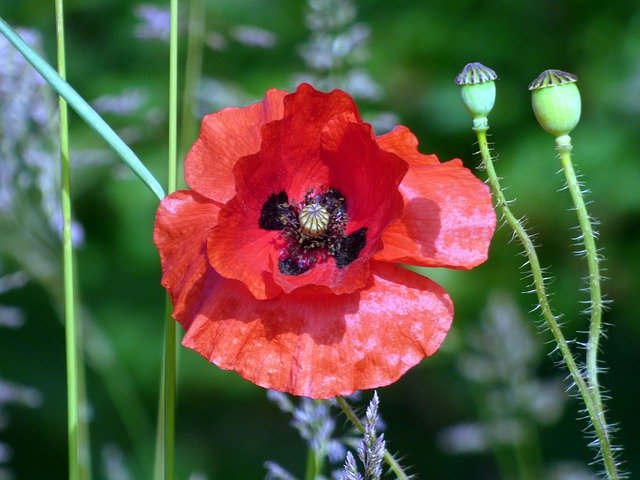 Free download Poppies Flowers Fields -  free photo or picture to be edited with GIMP online image editor