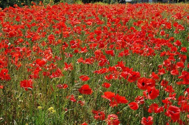 Free picture Poppies Flowers Landscape -  to be edited by GIMP free image editor by OffiDocs