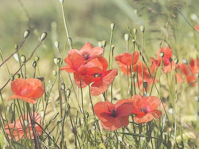Free picture Poppies Flowers Poppy -  to be edited by GIMP free image editor by OffiDocs