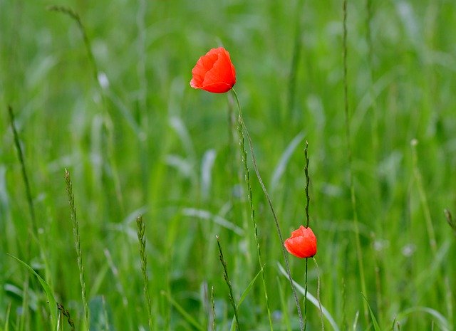 Free picture Poppies Flower Spring -  to be edited by GIMP free image editor by OffiDocs