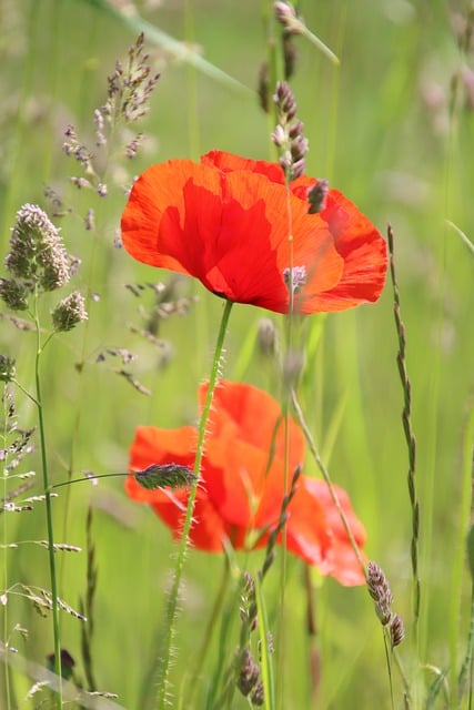 Free download poppies flowers red flowers nature free picture to be edited with GIMP free online image editor