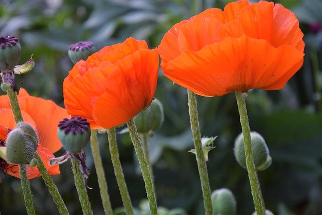 Free download Poppies Garden Nature -  free photo or picture to be edited with GIMP online image editor