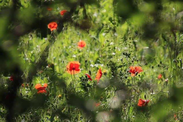 Free download Poppies Herbs Plants -  free photo or picture to be edited with GIMP online image editor