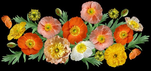 Descărcare gratuită Poppies Iceland Flowers - fotografie sau imagine gratuită pentru a fi editată cu editorul de imagini online GIMP