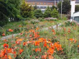Free download Poppies in Ushuaia free photo or picture to be edited with GIMP online image editor