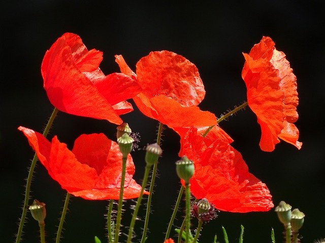 Descarga gratuita Poppies Klatschmohm Flowers - foto o imagen gratuita para editar con el editor de imágenes en línea GIMP