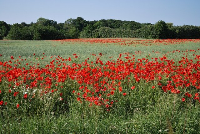 Descărcare gratuită Poppies Mark Poppy - fotografie sau imagini gratuite pentru a fi editate cu editorul de imagini online GIMP