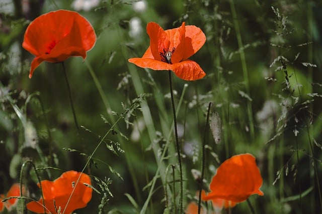 Free download Poppies Nature Flower -  free photo or picture to be edited with GIMP online image editor