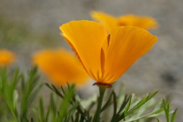 Free download poppies orange flowers free picture to be edited with GIMP free online image editor
