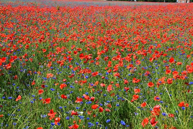 Скачать бесплатно Poppies Poppy Field Of - бесплатное фото или изображение для редактирования с помощью онлайн-редактора изображений GIMP