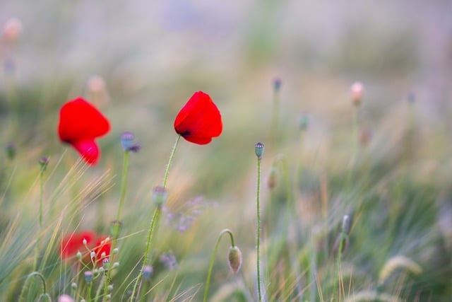 Free download poppies poppy flower blossom bloom free picture to be edited with GIMP free online image editor