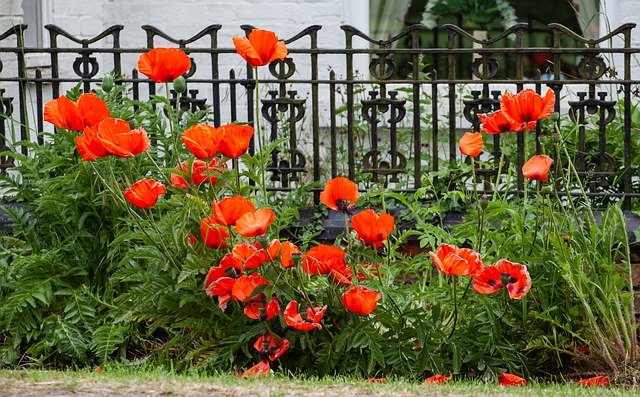 免费下载 Poppies Poppy Remembrance - 使用 GIMP 在线图像编辑器编辑的免费照片或图片