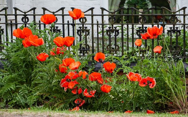 Free download Poppies Poppy Remembrance -  free photo or picture to be edited with GIMP online image editor