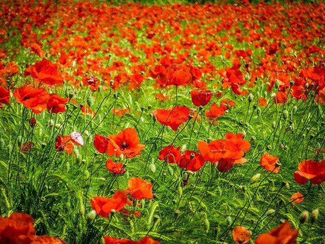 Free download Poppies Red Field -  free photo or picture to be edited with GIMP online image editor
