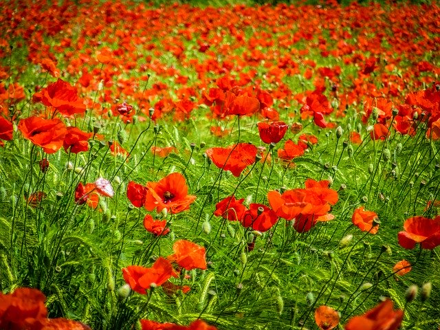 Descarga gratuita Poppies Red Field: foto o imagen gratuita para editar con el editor de imágenes en línea GIMP