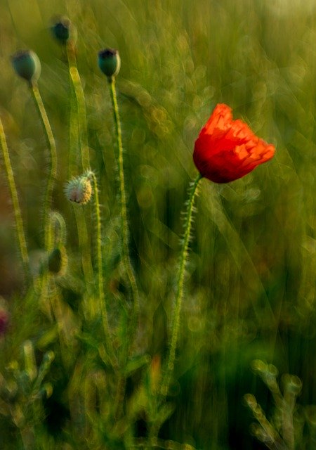 Descarga gratuita Poppies Red Flower: foto o imagen gratuita para editar con el editor de imágenes en línea GIMP