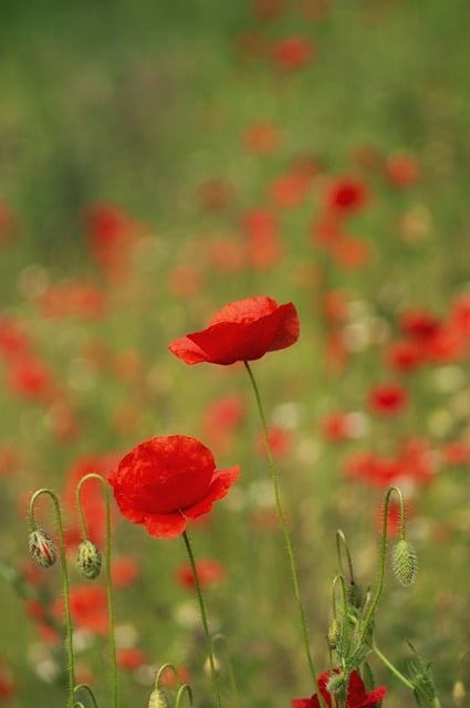 Free download poppies red flowers flowers field free picture to be edited with GIMP free online image editor