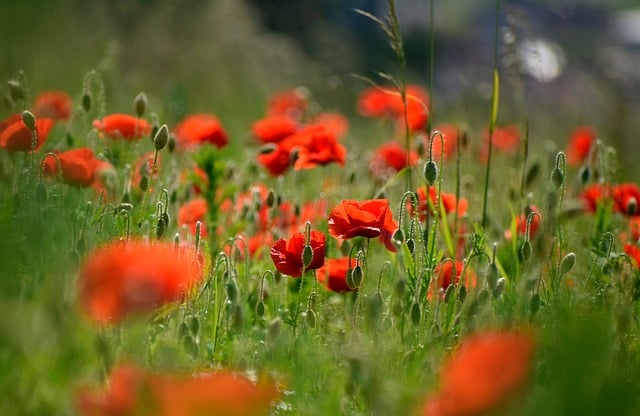 Free download poppies red meadow nature flowers free picture to be edited with GIMP free online image editor