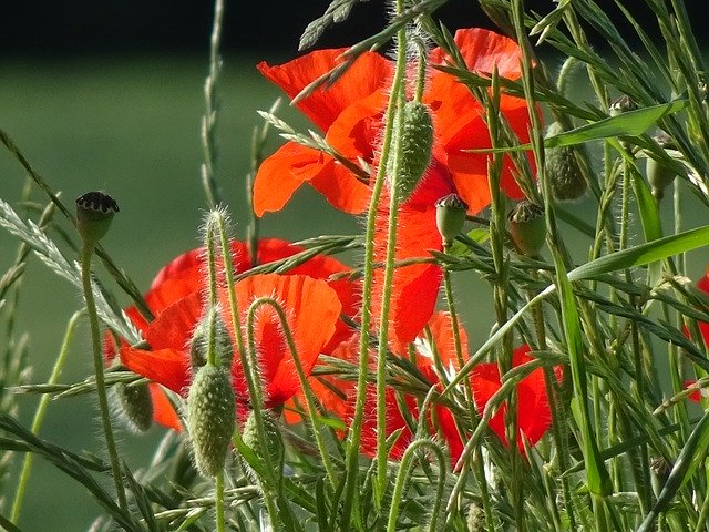 Free download Poppies Scarlet Red Poppy Stems -  free photo or picture to be edited with GIMP online image editor