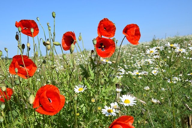 Free download Poppies Summer Edge Of Field -  free photo template to be edited with GIMP online image editor