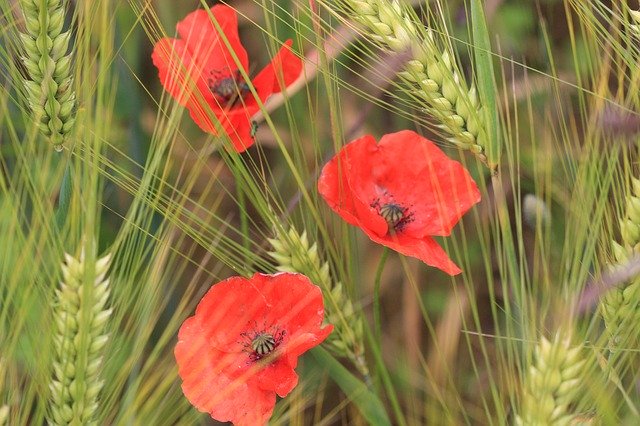 Free download Poppies Wheat -  free photo or picture to be edited with GIMP online image editor