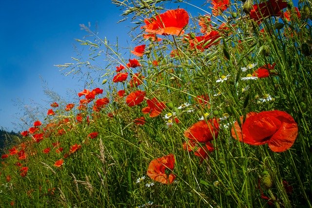 Free download Poppies Wild Flower Poppy -  free photo or picture to be edited with GIMP online image editor