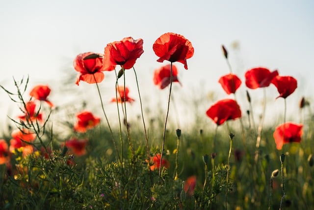 Free download poppies wildflowers poppy meadow free picture to be edited with GIMP free online image editor