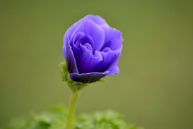 Free download poppy anemone flower plant nature free picture to be edited with GIMP free online image editor