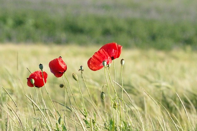 Unduh gratis Poppy Barley Field Nature - foto atau gambar gratis untuk diedit dengan editor gambar online GIMP