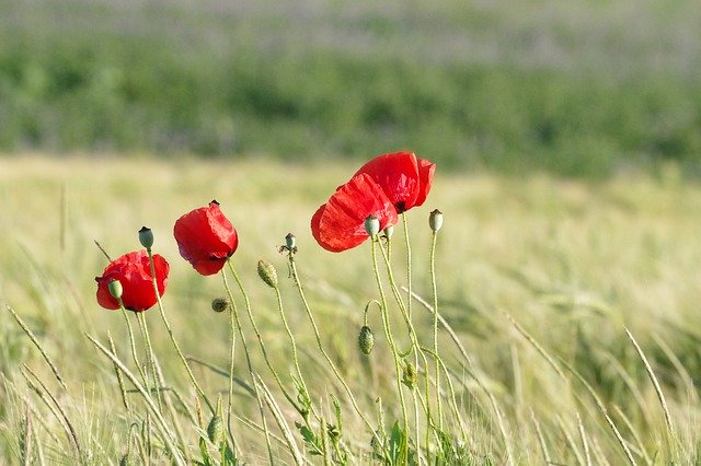 Free download Poppy Barley Field Nature -  free photo or picture to be edited with GIMP online image editor