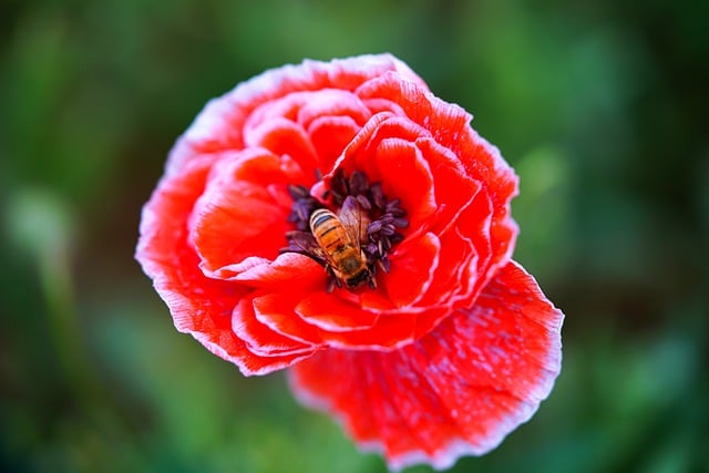 Free download poppy bee pollination insect free picture to be edited with GIMP free online image editor