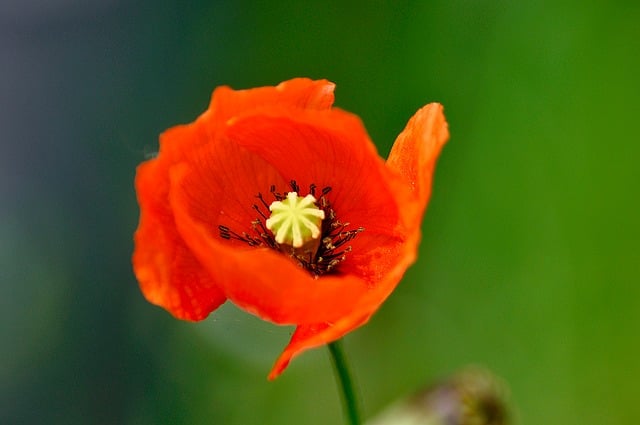 Free download poppy bees nature dunes flower free picture to be edited with GIMP free online image editor