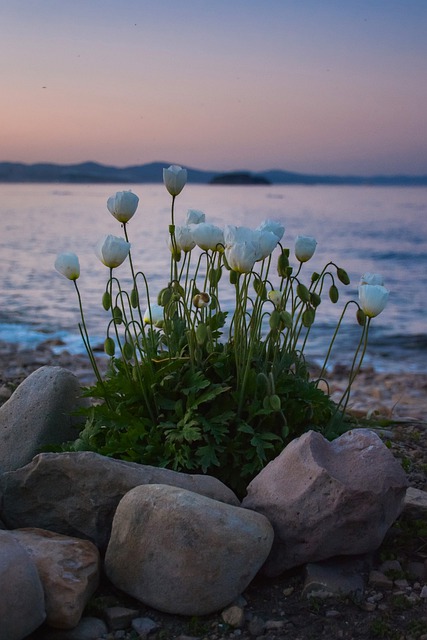 Free download poppy bloom white blossom blue free picture to be edited with GIMP free online image editor