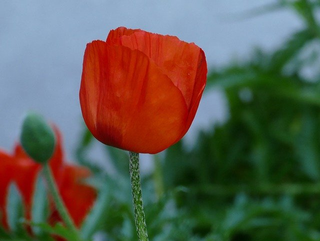 Unduh gratis Poppy Blossom Bloom - foto atau gambar gratis untuk diedit dengan editor gambar online GIMP