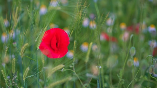 Free download poppy blossom bloom plant close up free picture to be edited with GIMP free online image editor