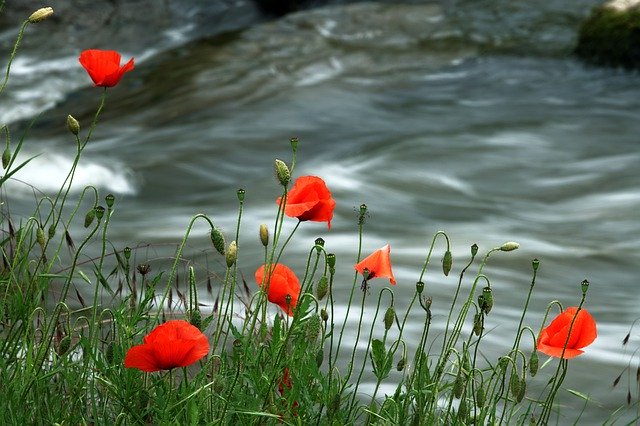 Free download Poppy Blossoming Water -  free photo or picture to be edited with GIMP online image editor