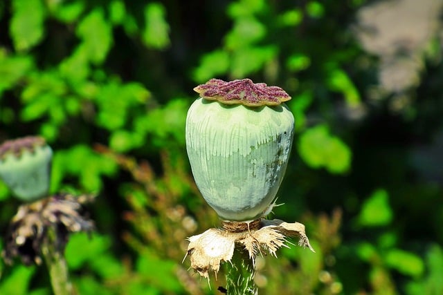 Free download poppy botany growth nature flower free picture to be edited with GIMP free online image editor
