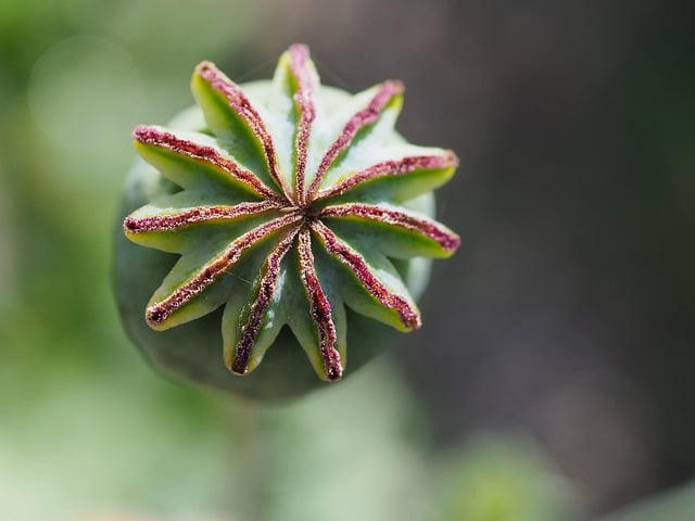 Free download poppy bud corn poppy close up free picture to be edited with GIMP free online image editor