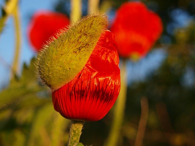 Free download Poppy Bud Nature -  free photo or picture to be edited with GIMP online image editor
