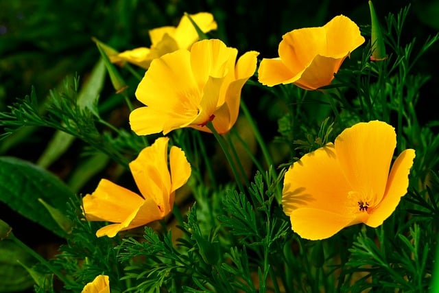 Free download poppy california nature flower free picture to be edited with GIMP free online image editor