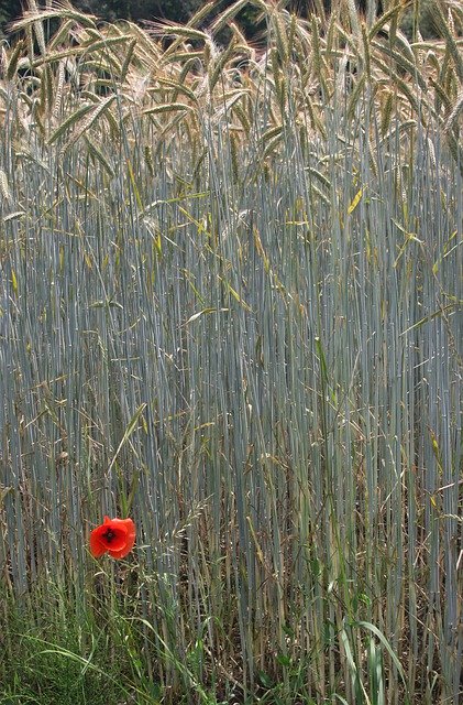 Ücretsiz indir Poppy Contrast Flower - GIMP çevrimiçi resim düzenleyici ile düzenlenecek ücretsiz fotoğraf veya resim