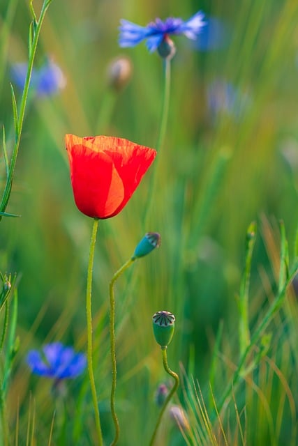 Free download poppy cornfield field meadow free picture to be edited with GIMP free online image editor