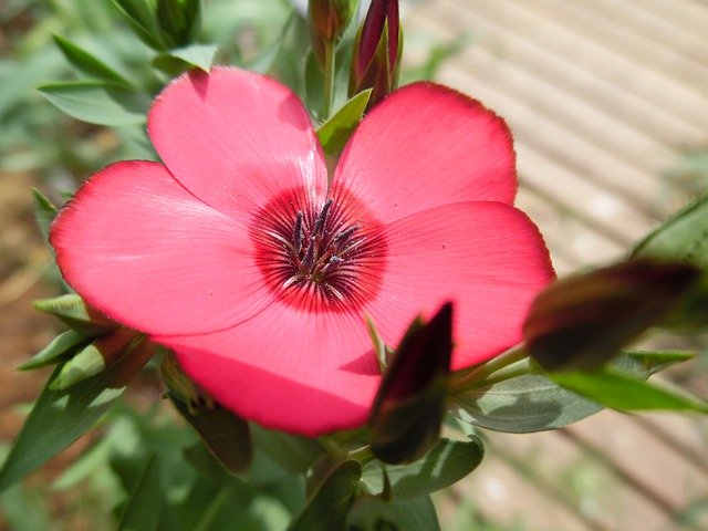 Kostenloser Download Poppy Corn Flower - kostenloses Foto oder Bild zur Bearbeitung mit GIMP Online-Bildbearbeitung