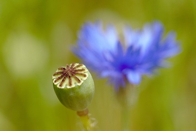 무료 다운로드 Poppy Cornflower Meadow - 무료 사진 또는 김프 온라인 이미지 편집기로 편집할 수 있는 사진